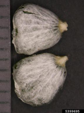 mistletoe, Viscum album ssp. album (Santalales: Viscaceae) - 5399695