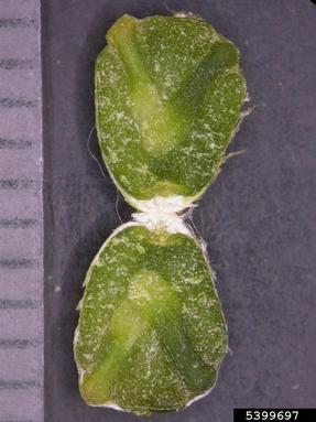 mistletoe, Viscum album ssp. album (Santalales: Viscaceae) - 5399697