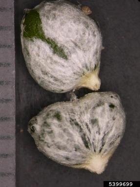 mistletoe, Viscum album ssp. album (Santalales: Viscaceae) - 5399699