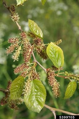 white mulberry, Morus alba  (Urticales: Moraceae) - 5399705