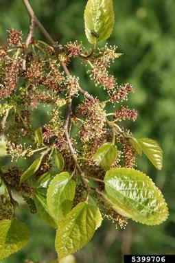 white mulberry, Morus alba  (Urticales: Moraceae) - 5399706