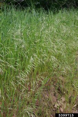 poverty brome, Bromus sterilis  (Cyperales: Poaceae) - 5399715