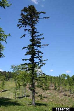 silver fir, Abies alba  (Pinales: Pinaceae) - 5399752
