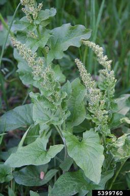 perennial goosefoot, Chenopodium bonus-henricus  (Caryophyllales: Chenopodiaceae) - 5399760