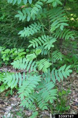 European mountain-ash, Sorbus aucuparia  (Rosales: Rosaceae) - 5399767