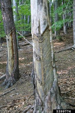 Scots pine, Pinus sylvestris  (Pinales: Pinaceae) - 5399774