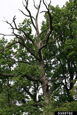 English oak, Quercus robur  (Fagales: Fagaceae) - 5399792