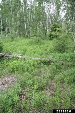 giant goldenrod, Solidago gigantea  (Asterales: Asteraceae) - 5399826