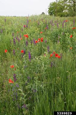 corn poppy, Papaver rhoeas  (Papaverales: Papaveraceae) - 5399829