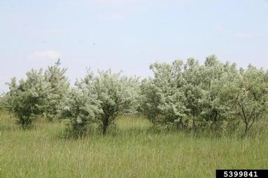 Russian-olive, Elaeagnus angustifolia  (Rhamnales: Elaeagnaceae) - 5399841