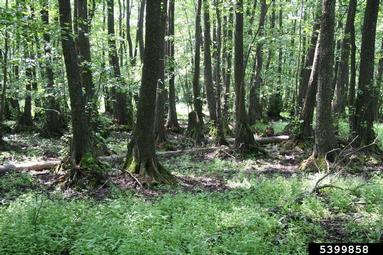 European alder, Alnus glutinosa  (Fagales: Betulaceae) - 5399858