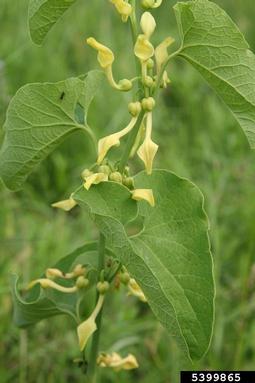 birthwort, Aristolochia clematitis  (Aristolochiales: Aristolochiaceae) - 5399865
