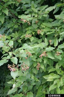 tatarian maple, Acer tataricum  (Sapindales: Aceraceae) - 5399866