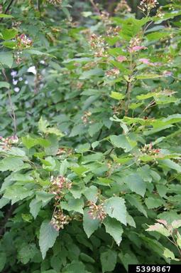 tatarian maple, Acer tataricum  (Sapindales: Aceraceae) - 5399867