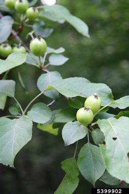 European crabapple, Malus sylvestris  (Rosales: Rosaceae) - 5399902
