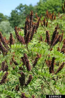 indigobush, Amorpha fruticosa  (Fabales: Fabaceae (Leguminosae)) - 5399918