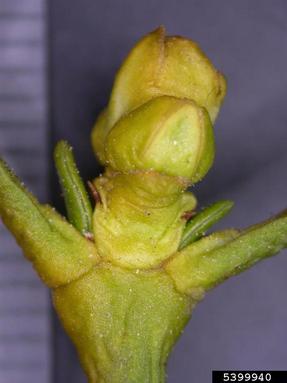 mistletoe, Viscum album ssp. album (Santalales: Viscaceae) - 5399940
