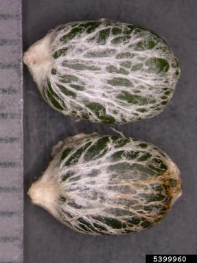 mistletoe, Viscum album ssp. abietis (Santalales: Viscaceae) - 5399960