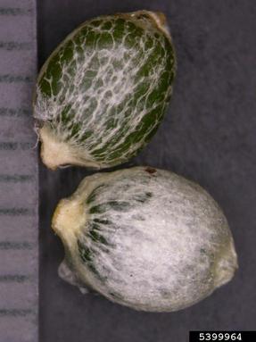 European mistletoe variety, Viscum album ssp. austriacum (Santalales: Viscaceae) - 5399964