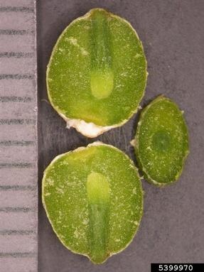 European mistletoe variety, Viscum album ssp. austriacum (Santalales: Viscaceae) - 5399970