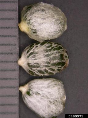 European mistletoe variety, Viscum album ssp. austriacum (Santalales: Viscaceae) - 5399971