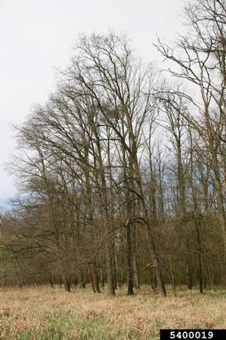 English oak, Quercus robur  (Fagales: Fagaceae) - 5400019