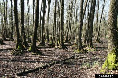 European alder, Alnus glutinosa  (Fagales: Betulaceae) - 5400023