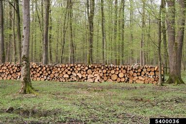 European hornbeam, Carpinus betulus  (Fagales: Betulaceae) - 5400036