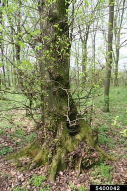 European white elm, Ulmus laevis  (Urticales: Ulmaceae) - 5400042