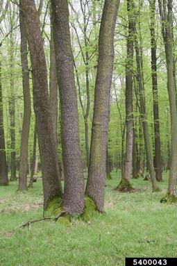 English oak, Quercus robur  (Fagales: Fagaceae) - 5400043