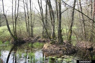 European alder, Alnus glutinosa  (Fagales: Betulaceae) - 5400047