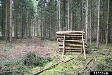 Norway spruce, Picea abies  (Pinales: Pinaceae) - 5400049