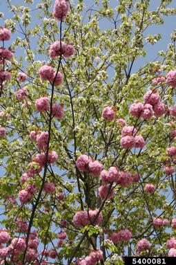Japanese flowering cherry, Prunus serrulata  (Rosales: Rosaceae) - 5400081