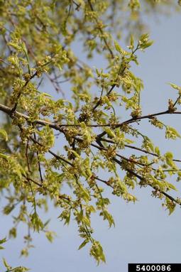common hackberry, Celtis occidentalis  (Urticales: Ulmaceae) - 5400086