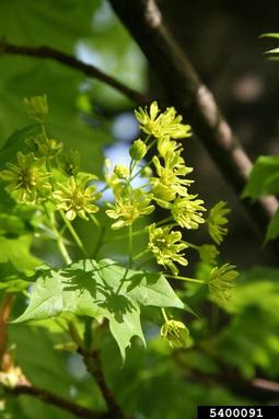 Norway maple, Acer platanoides  (Sapindales: Aceraceae) - 5400091