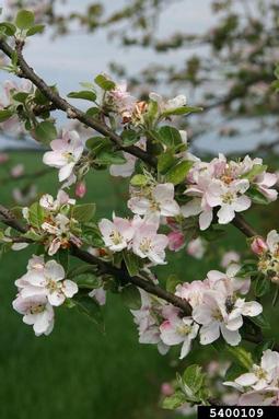 apple, Malus domestica  (Rosales: Rosaceae) - 5400109