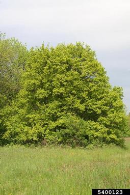 hedge maple, Acer campestre  (Sapindales: Aceraceae) - 5400123