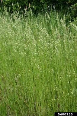 soft brome, Bromus hordeaceus  (Cyperales: Poaceae) - 5400135