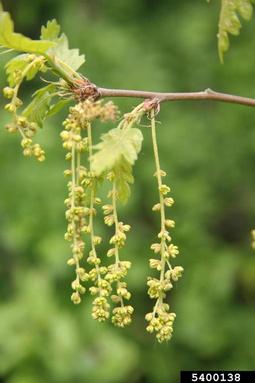European turkey oak, Quercus cerris  (Fagales: Fagaceae) - 5400138