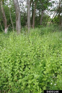 garlic mustard, Alliaria petiolata  (Capparales: Brassicaceae) - 5400146