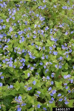 germander speedwell, Veronica chamaedrys  (Scrophulariales: Scrophulariaceae) - 5400157