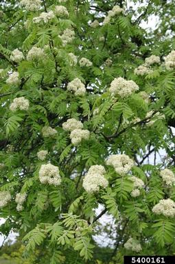 servicetree, Sorbus domestica  (Rosales: Rosaceae) - 5400161