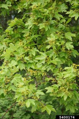 hedge maple, Acer campestre  (Sapindales: Aceraceae) - 5400174