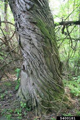 white willow, Salix alba  (Salicales: Salicaceae) - 5400181