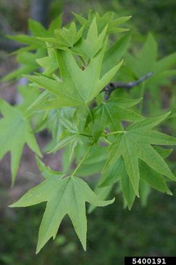 sweetgum, Liquidambar styraciflua  (Hamamelidales: Hamamelidaceae) - 5400191