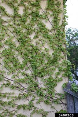 Boston ivy, Parthenocissus tricuspidata  (Rhamnales: Vitaceae) - 5400203