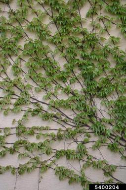 Boston ivy, Parthenocissus tricuspidata  (Rhamnales: Vitaceae) - 5400204