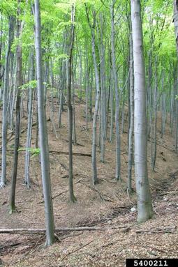 European beech, Fagus sylvatica  (Fagales: Fagaceae) - 5400211