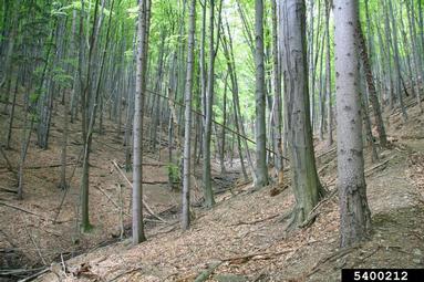 European beech, Fagus sylvatica  (Fagales: Fagaceae) - 5400212