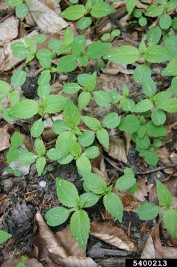 hempnettle, Galeopsis pubescens  (Lamiales: Lamiaceae) - 5400213